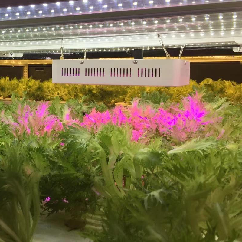 1000W Dual Chip Medical plant indoor Full-Spectrum LED Grow Light